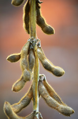 On the stem of plants ripe  pods soybean