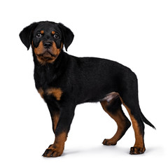 Obraz premium Cute Rottweiler dog puppy standing side ways and straight at camera with dark sweet eyes. Isolated on white background. Tail hanging down.