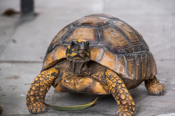 Landschildkröten