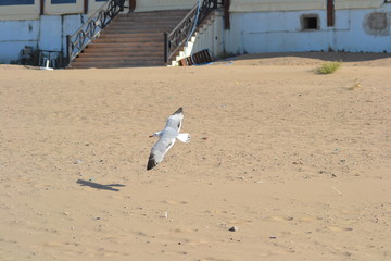 An elegant flight of a bird over the sea in morocco in summer
