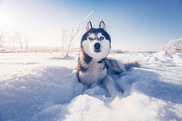 Siberian husky lies on the snow