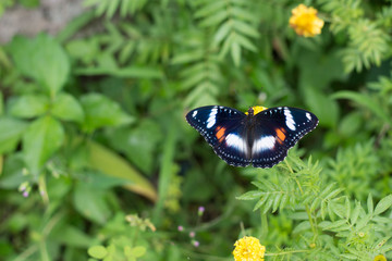 butterflies in a beautiful flower garden
