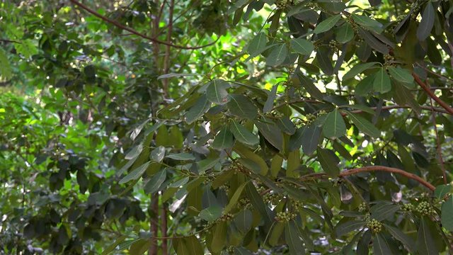 Yerba mate shrub (Llex paraguariensis) with green fruits.