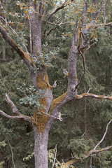 Old mossy tree in a forest. Crooked green tree in wilderness of the Anyksciai woods. Healthy environment concept.