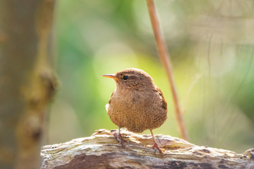 Eurasian Wren bird (Troglodytes troglodytes) display, singing and mating during Springtime season