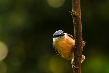 Eurasian or wood nuthatch bird (Sitta europaea) perched on a branch, foraging in a forest