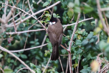 Red-Whiskered Bulbul 