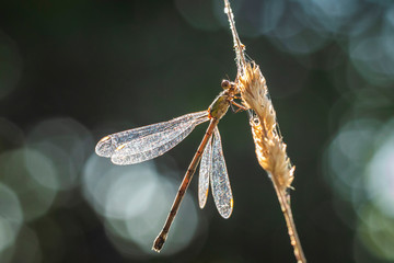 Detail closeup of a western willow emerald damselfly Chalcolestes viridis