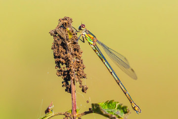 Detail closeup of a western willow emerald damselfly Chalcolestes viridis