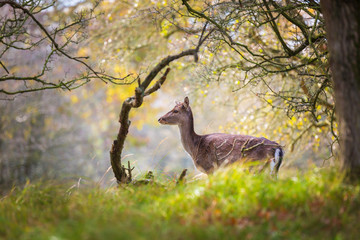 Fallow deer Dama Dama doe, hind or fawn in Autumn