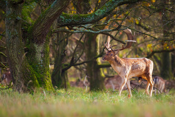 Fallow deer Dama Dama stag in Autumn