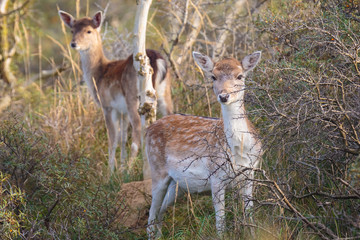 Fallow deer fawn together in Autumn
