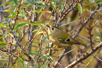 Goldcrest bird (Regulus regulus) foraging through branches of trees and bush