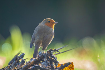 Robin redbreast Erithacus rubecula bird singing in sunlight