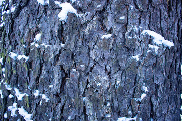 The texture of wood and bark. Natural background
