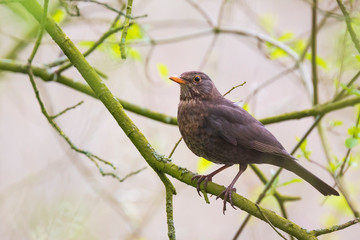 Obraz premium Female blackbird turdus merula perched in a tree