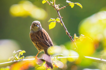 Dunnock Prunella modularis bird singing during Springtime