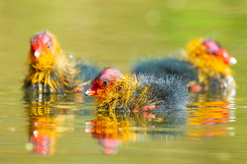 Naklejka premium Coot chick Fulica atra swimming closeup