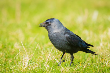 Closeup portrait of a Western Jackdaw bird Coloeus Monedula foraging in grass