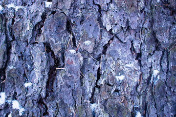 The texture of wood and bark. Natural background