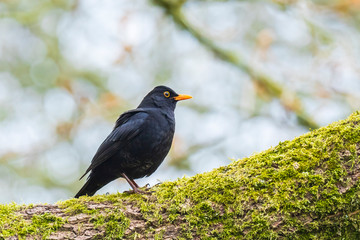 Male blackbird turdus merula perched in a tree