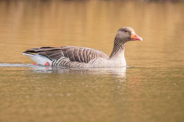 Fototapeta premium Greylag goose, Anser Anser, swimming in a lake