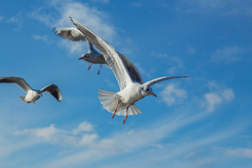 River gulls flying in the blue sky with white clouds. Ohrid Lake, Macedonia.