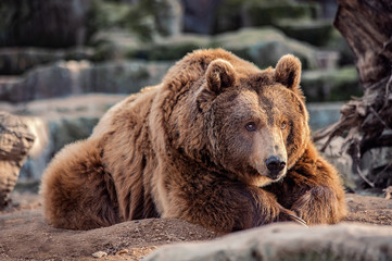 Obraz premium brown bear