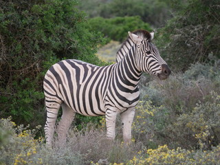 Zebra