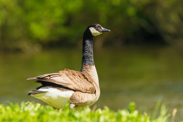 Canadian goose Branta canadensis in a meadow