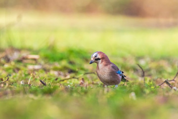 Eurasian jay Garrulus glandarius perched in a meadow