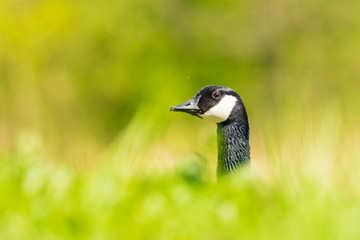 Canadian goose Branta canadensis in a meadow