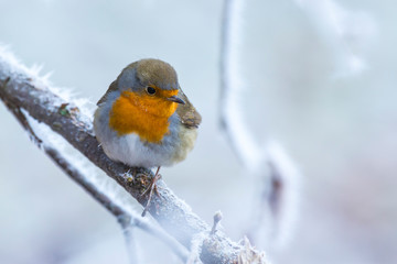 European robin bird Erithacus rubecula in Winter snow
