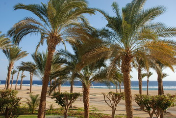 Obraz na płótnie Canvas Palm trees on the beach at Port Ghalib in Egypt