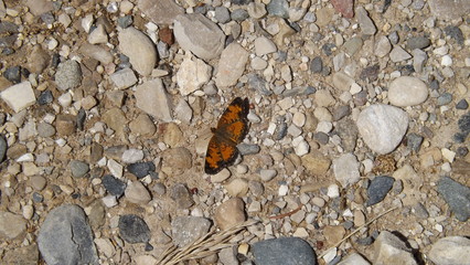 butterfly on rock