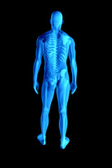 x ray 3d rendered skeletal medical illustration