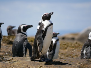 Naklejka premium Pinguine