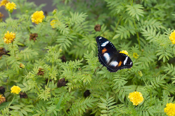 butterflies in a beautiful flower garden