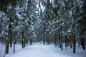 fir branches in the winter forest on a snowy natural background