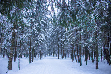 fir branches in the winter forest on a snowy natural background