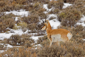 Injured Pronghorn