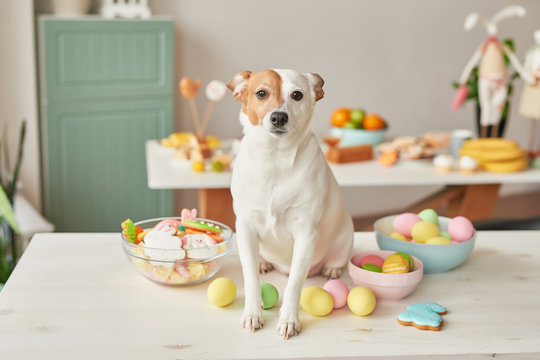 Easter greeting card with gingerbread cookies and eggs. Easter Postcard Template. Cookies in shape of eggs and bunny. Happy Easter holiday concept, easter dog with gingerbread cookies and eggs