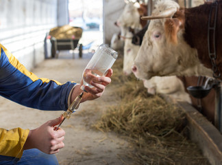 Veterinarian with injection for cows