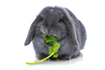 Rabbit eats a leaf