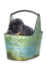 Dwarf rabbit in a basket