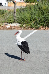 stork bird walking on the parking 