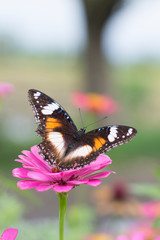 butterflies in a beautiful flower garden