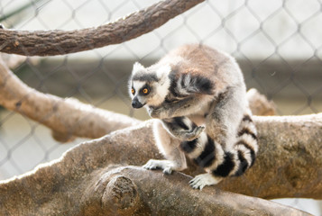 Lemur