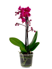 purple orchid in pot isolated on white background