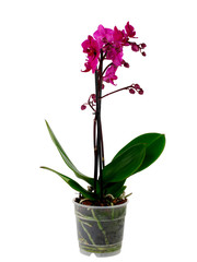 Fototapeta na wymiar purple orchid in pot isolated on white background